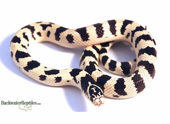 Normal CA king snake