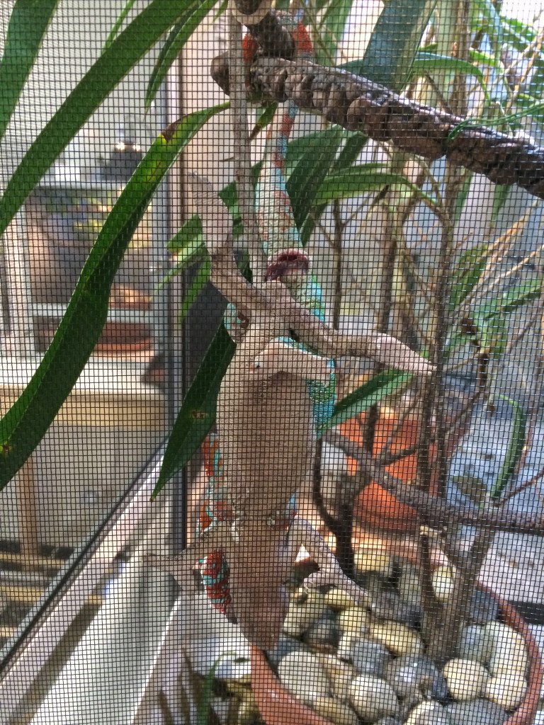 panther chameleon breeding pair