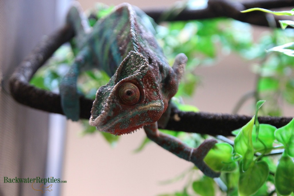 The Most Colorful Pet Lizards | Backwater Reptiles Blog