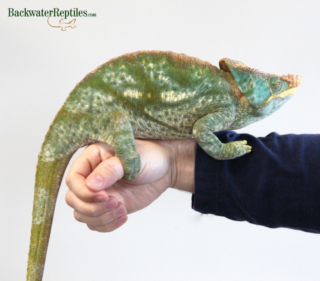 The Biggest chameleon species