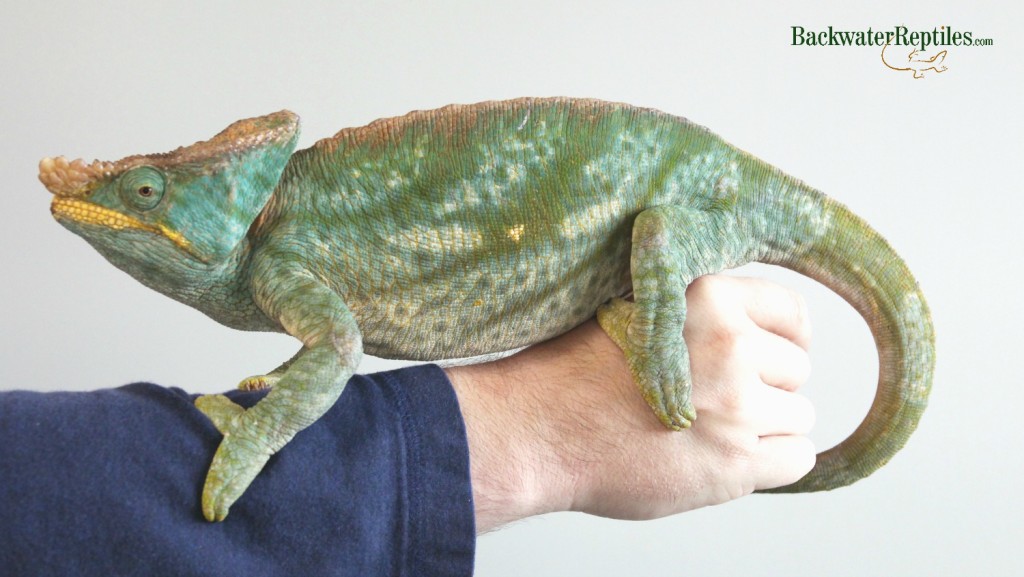 adult parsons chameleon