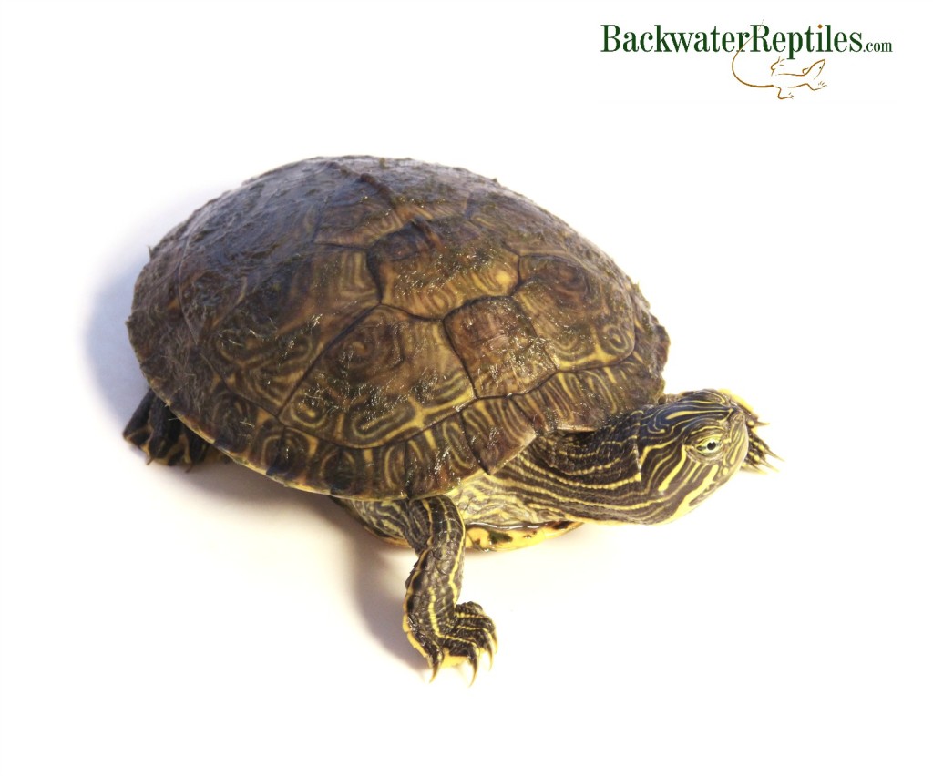 pet peninsula cooter