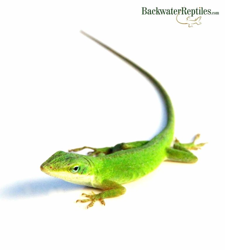 pet green anole