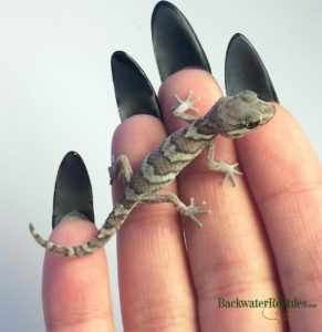 pictus gecko