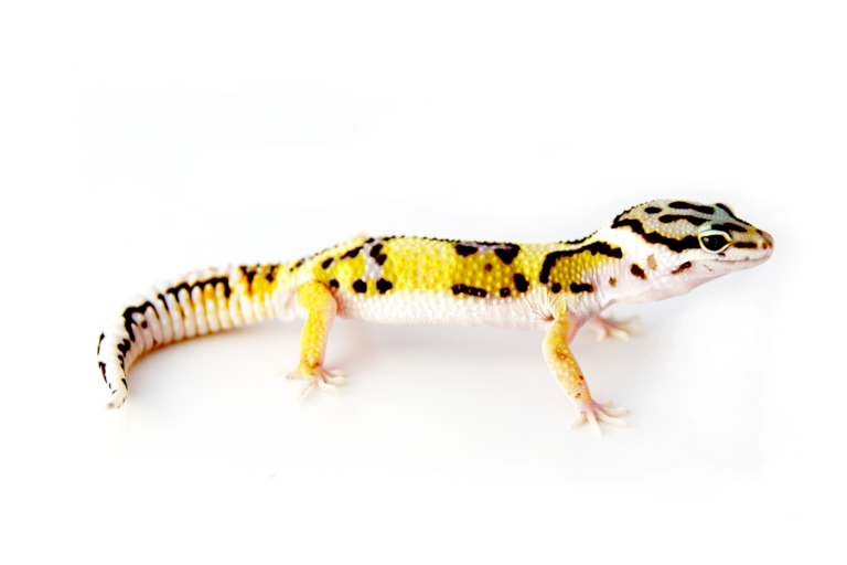 pinstripe leopard gecko morph