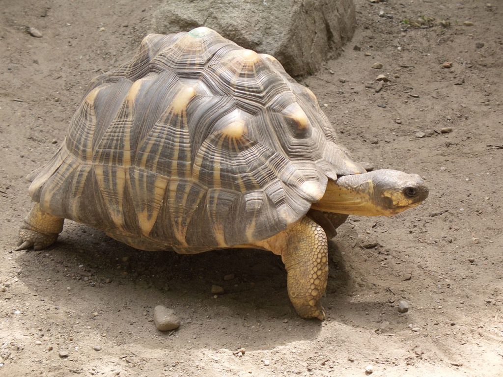 radiated tortoise