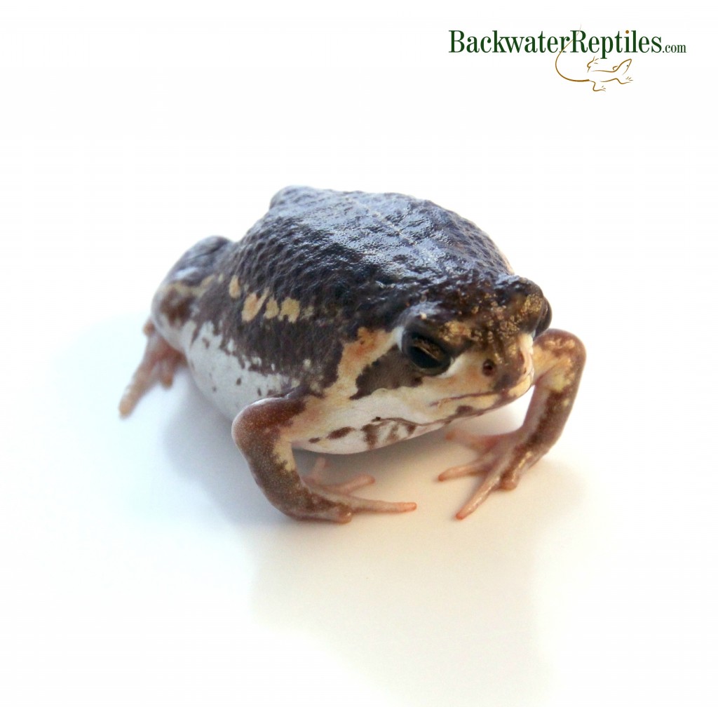 The Grumpy Rain Frog (Breviceps mossambicus)