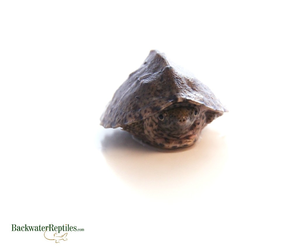 hatchling razorback musk turtle