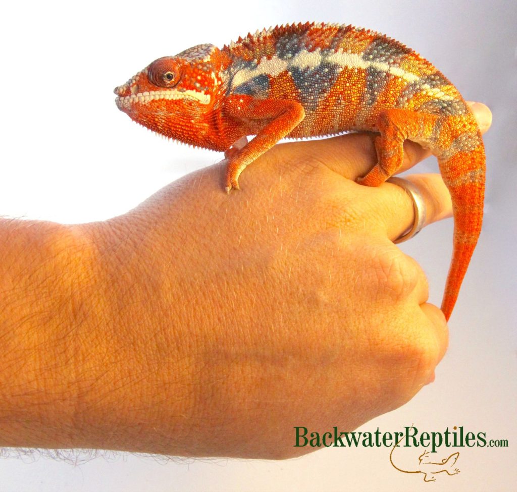 red panther chameleon