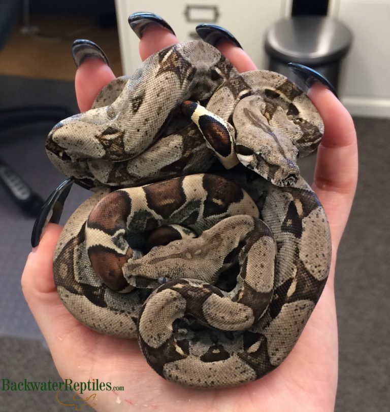 red tail boa uv lights