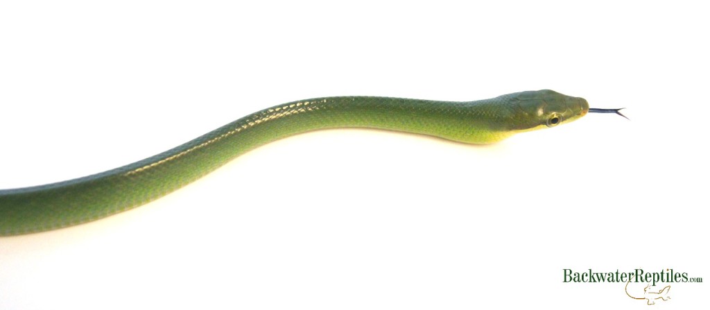 red tail green rat snake care