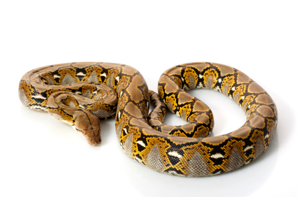 reticulated python