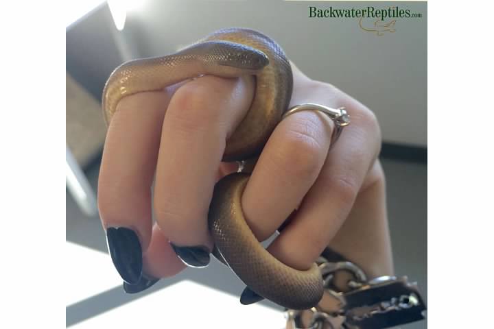 rubber boa