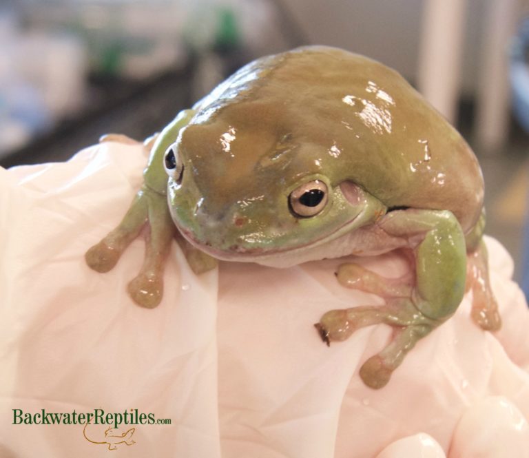 salmonella in amphibians