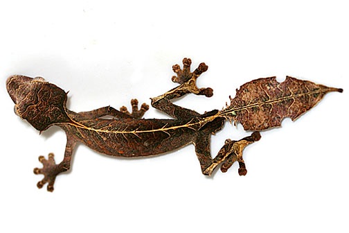 satanic leaf tailed gecko