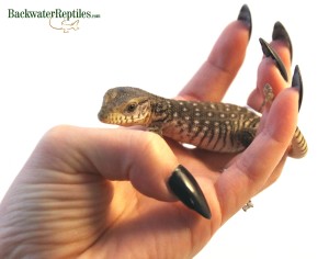 baby savannah monitor