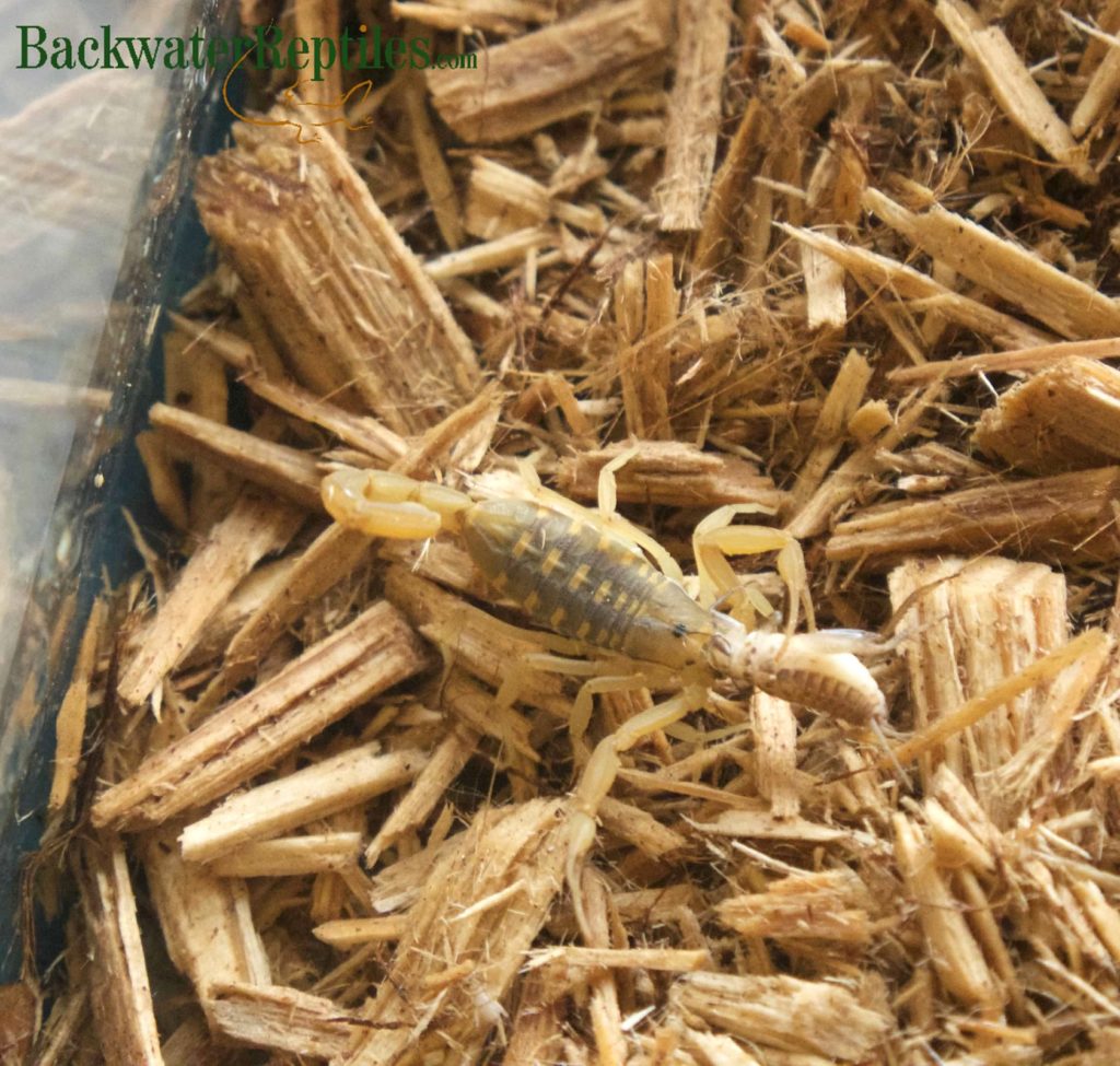 scorpion eating a cricket