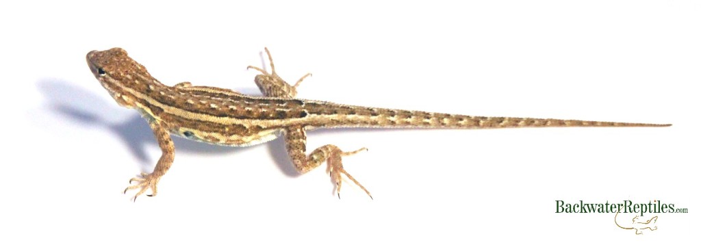 female side blotched lizard