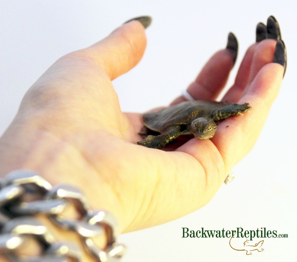 spiny softshell turtle