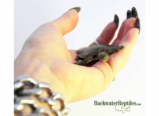 hatchling spiny softshell turtle