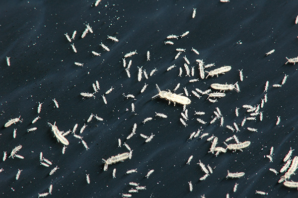 springtails