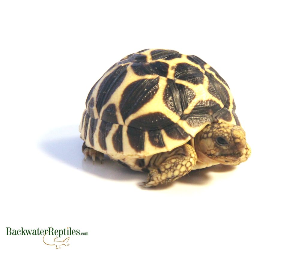 sri lankan star tortoise hatchling