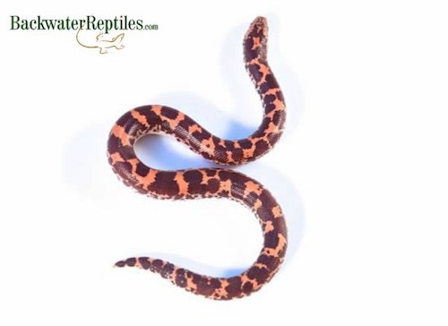 kenyan sand boa