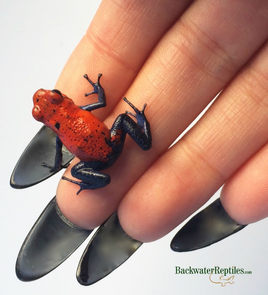 strawberry dart frog