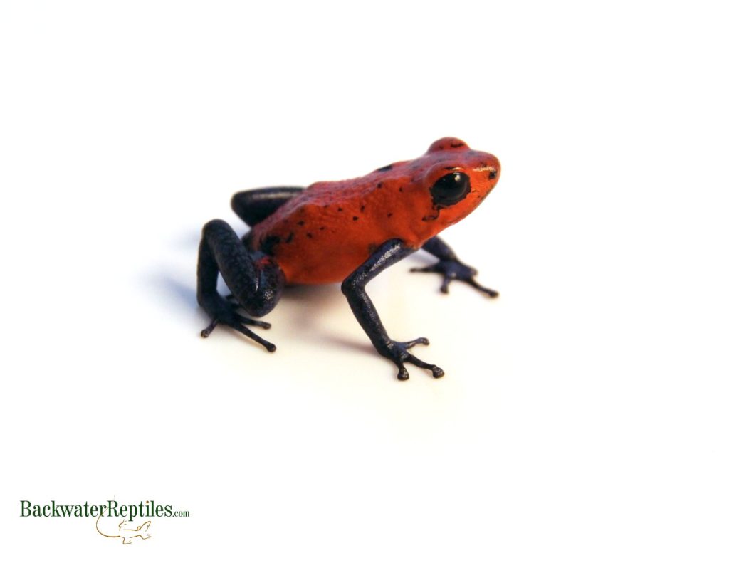 strawberry poison dart frog