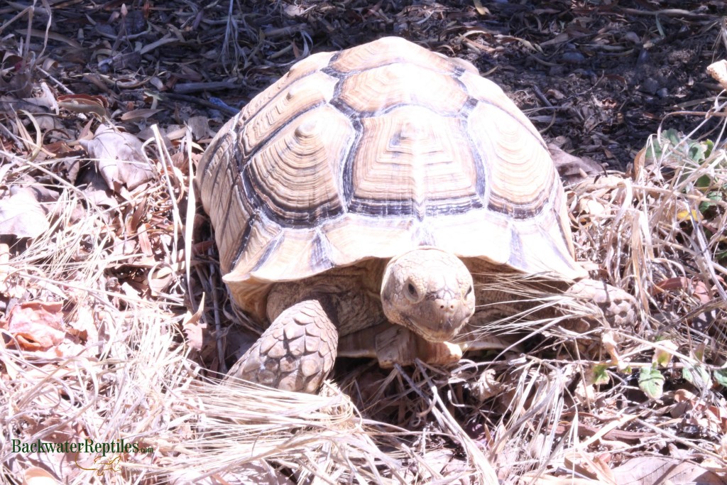 adult sulcata tortoise