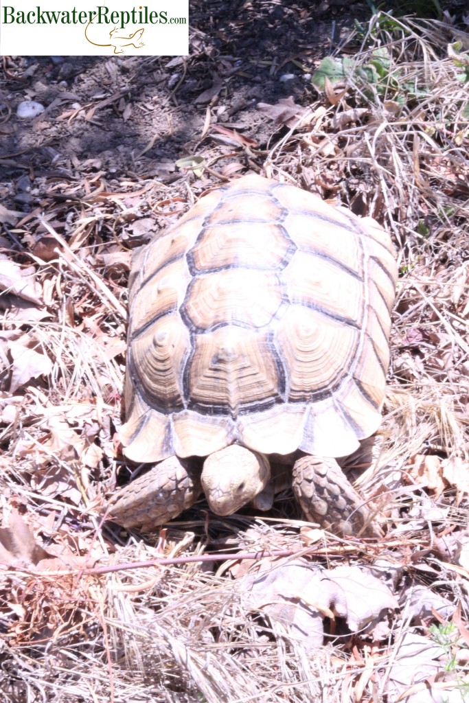 sulcata tortoise outdoors