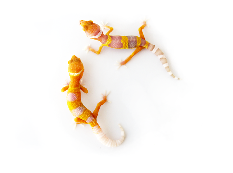 sunglow leopard gecko