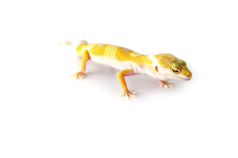 sunglow leopard gecko morph