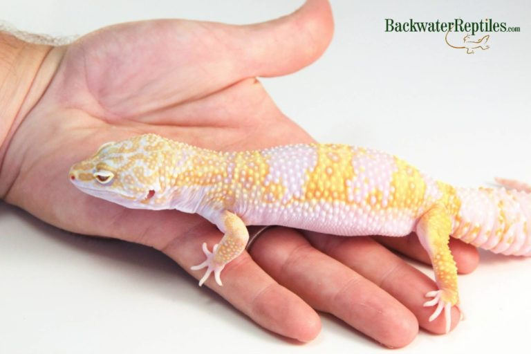 super giant albino leopard gecko