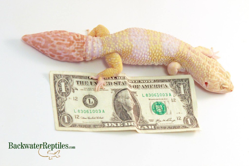 super giant leopard gecko