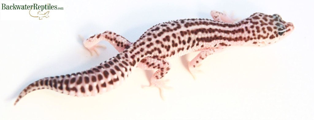 super snow leopard gecko