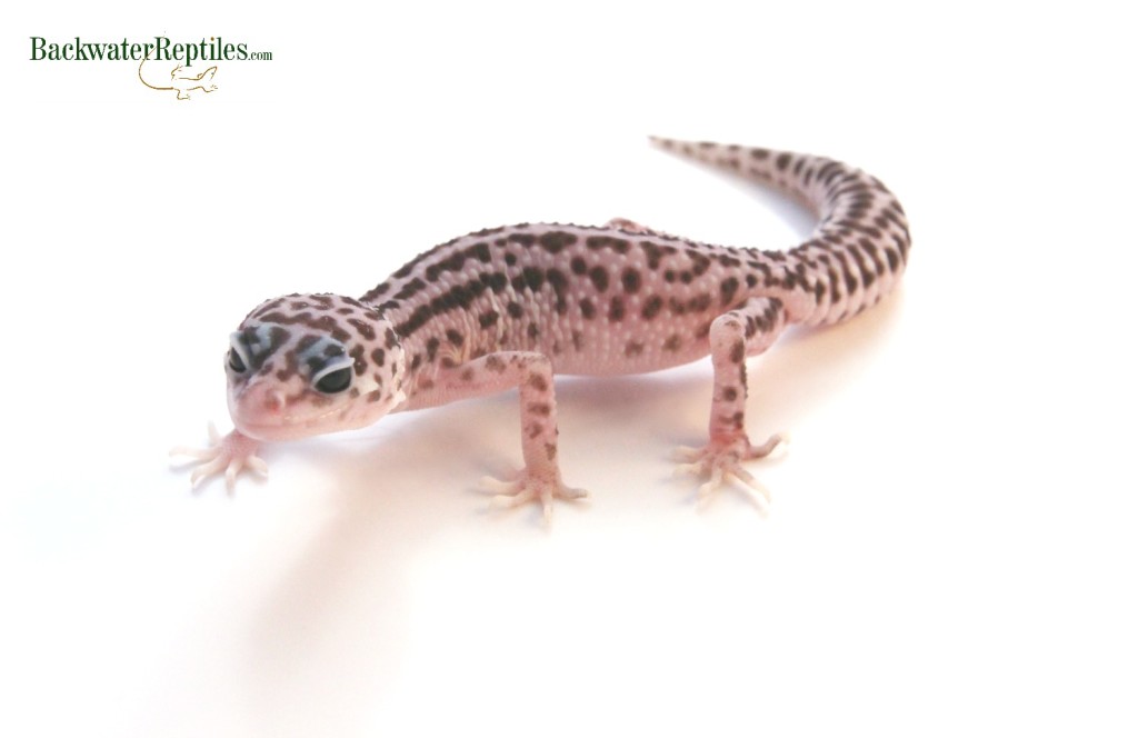 super snow leopard gecko