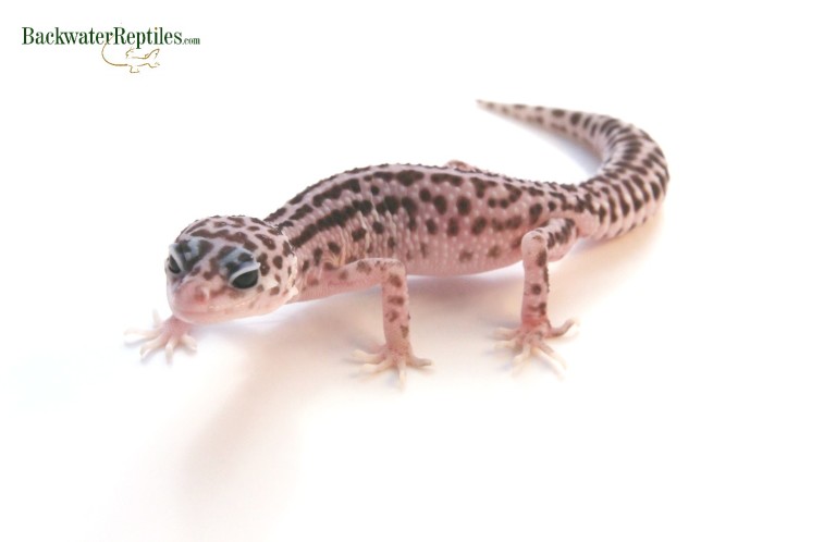 Super Snow Leopard Gecko Backwater Reptiles Blog