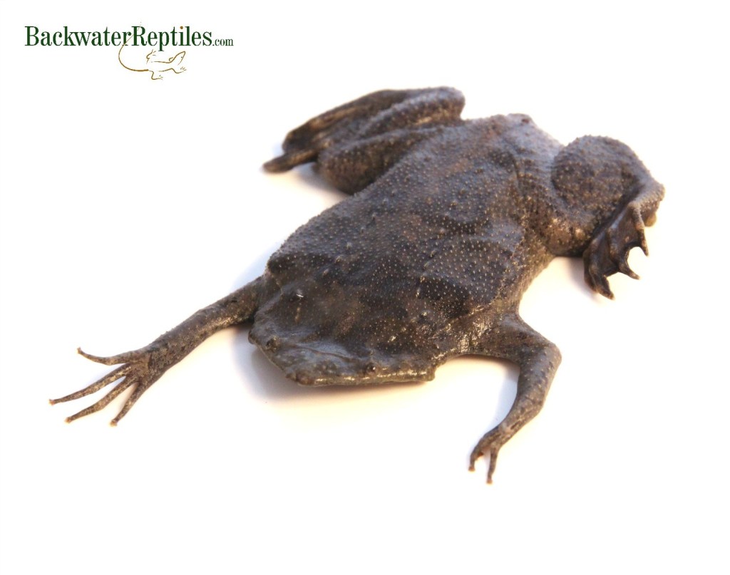 surinam toad appearance