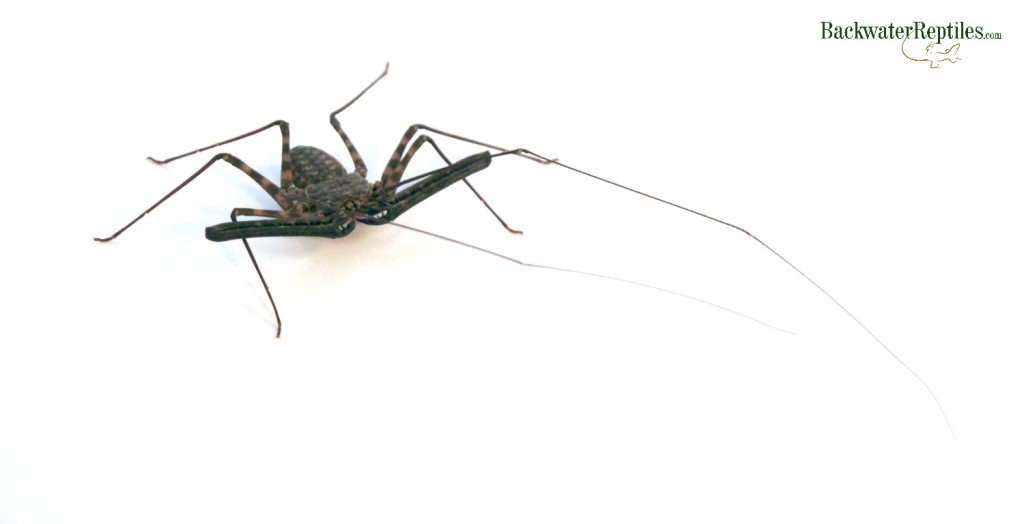 tailless whip scorpion