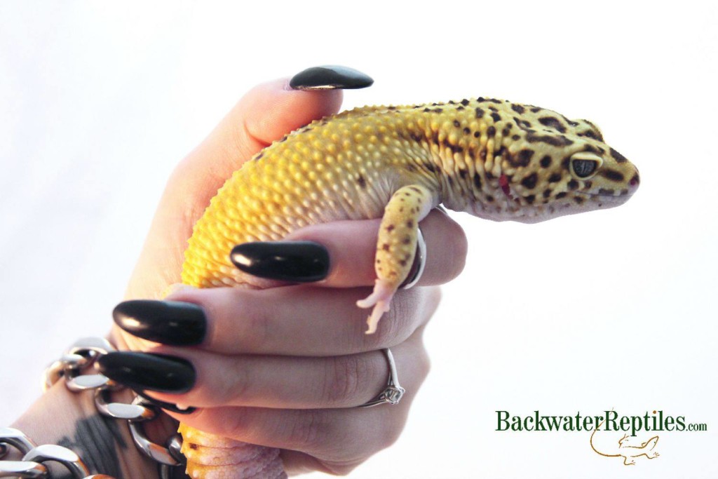 tangerine leopard gecko