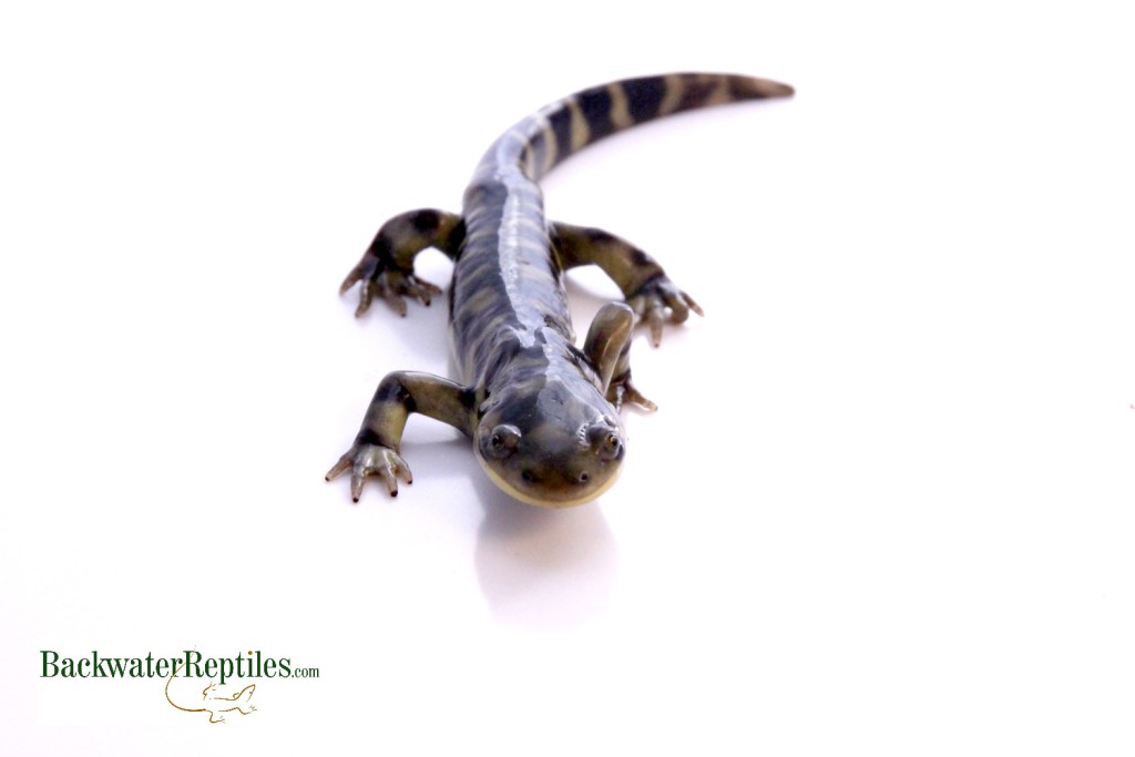 Tiger salamander care