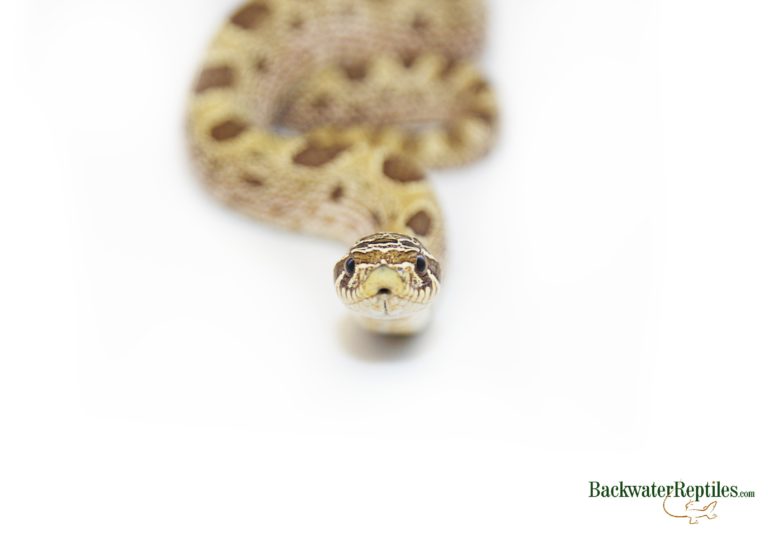 toffee hognose snake