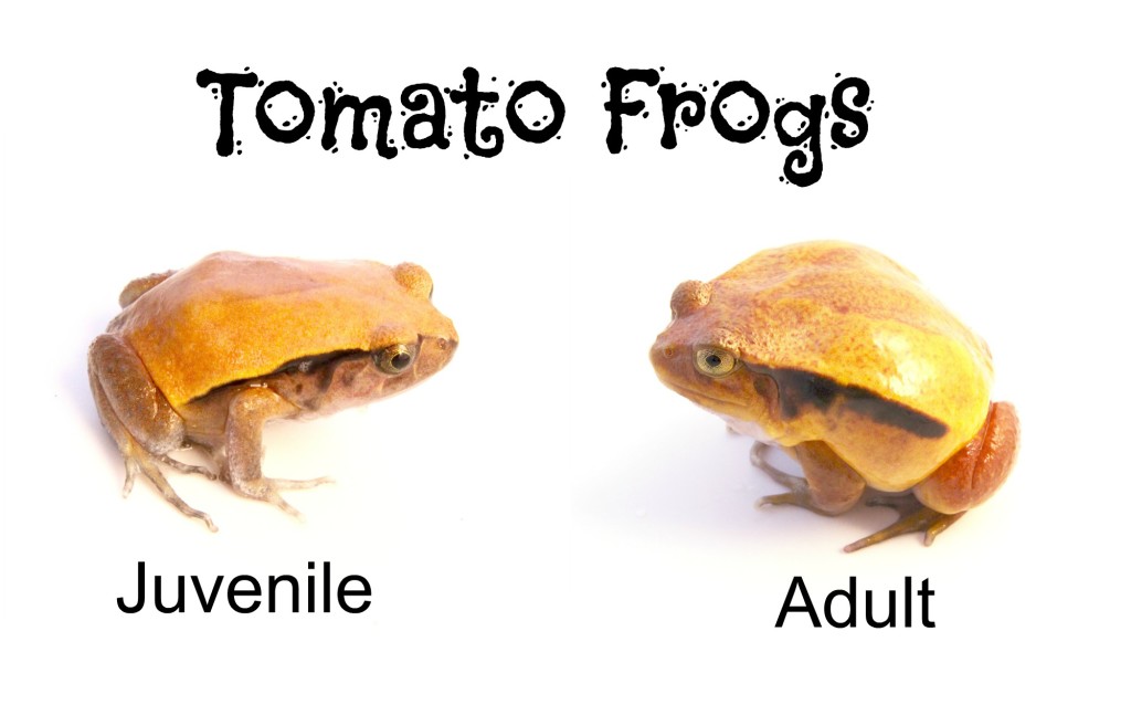 tomato frogs