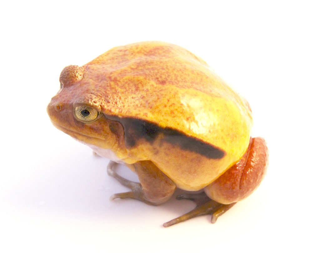 tomato frog adult