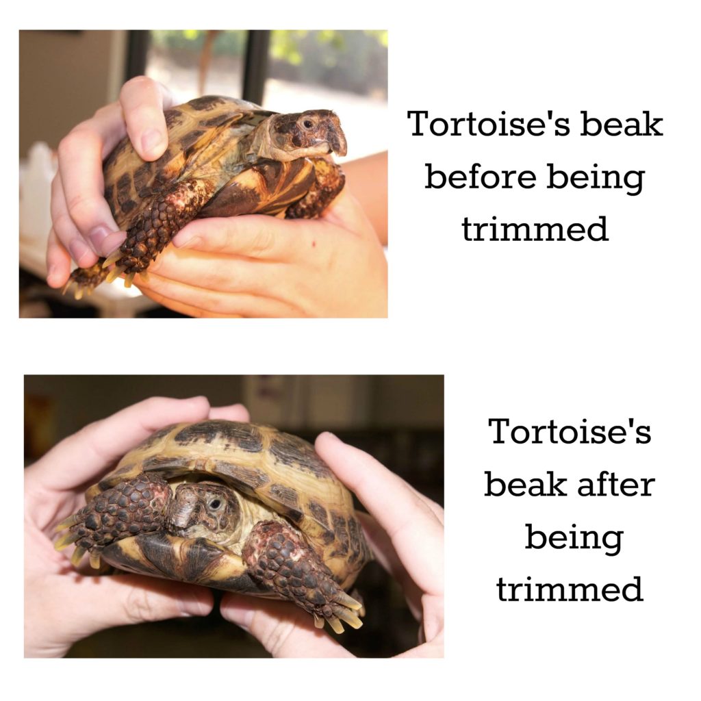 tortoise beak trimming