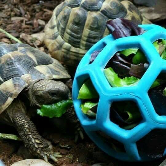 tortoise enrichment