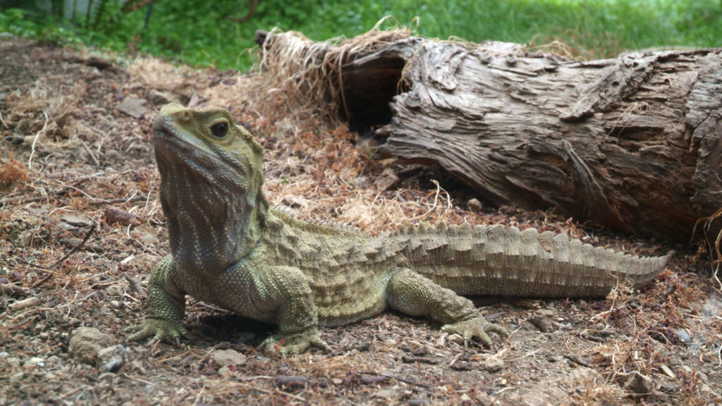 tuatara