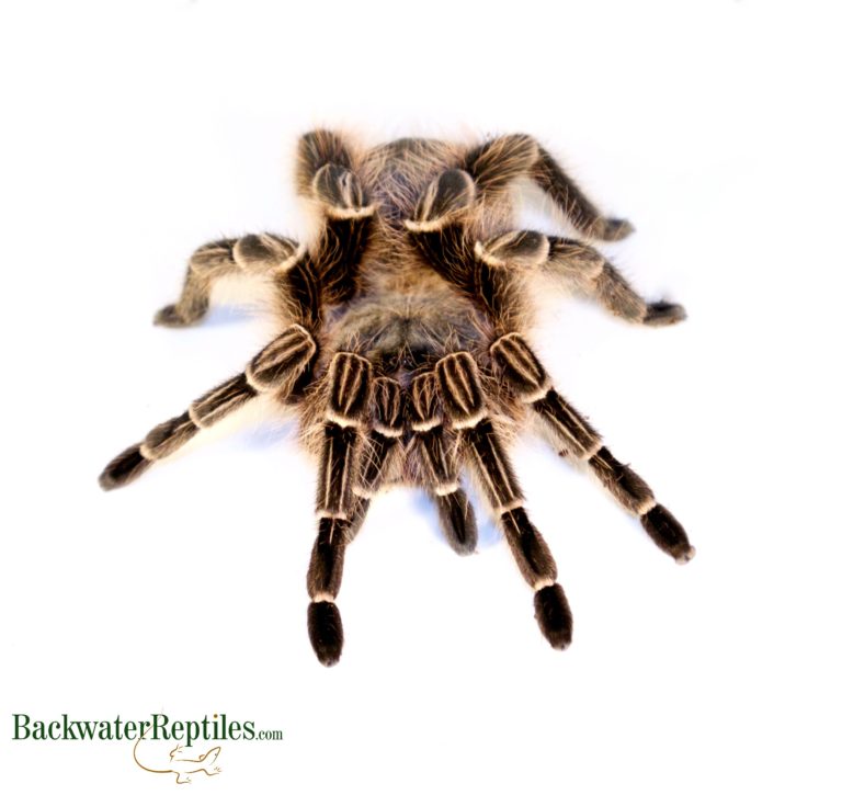 costa rican zebra tarantula