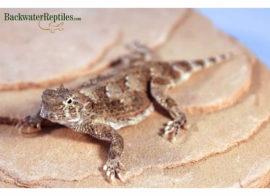 desert horned lizard